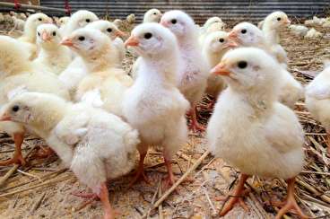 مستند جوجه‌های انگلیسی/ افشای پشت پرده تولید مرغ