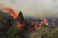 هشدار یک استاد دانشگاه درباره احتمال آتش‌سوزی جنگل‌ها در تابستان ۹۸